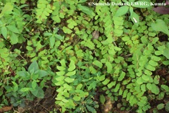 Adiantum philippense